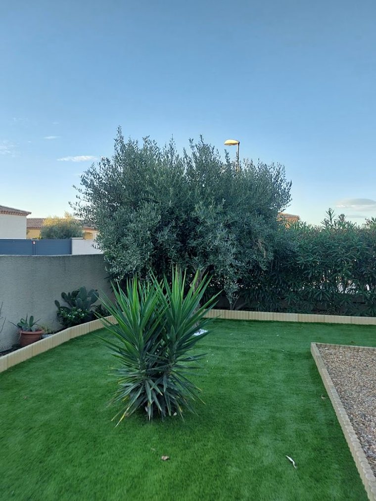 Jardin méditerranéen entretenu avec olivier, yucca et haie de lauriers à Béziers