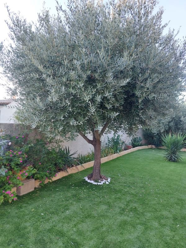 Olivier et massif fleuri bordé de traverses bois dans un jardin biterrois