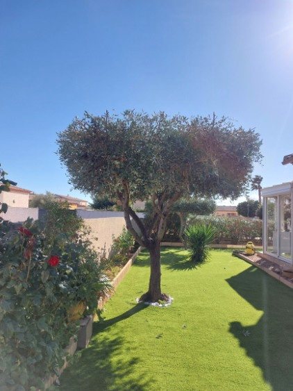 Olivier taillé en boule et pelouse entretenue devant une véranda, jardin à Béziers