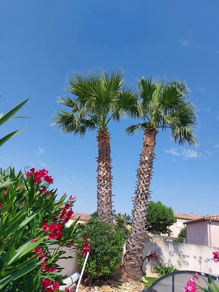 Palmiers Washingtonia élagués et lauriers-roses en fleurs, région de Béziers